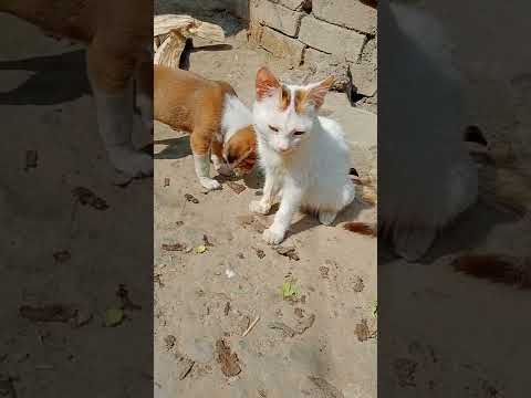Cat and dog friendship