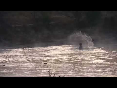 Djuma: Six or seven Hippos with the male displaying/splashing about and gruntin - 05:59 - 08/13/2023