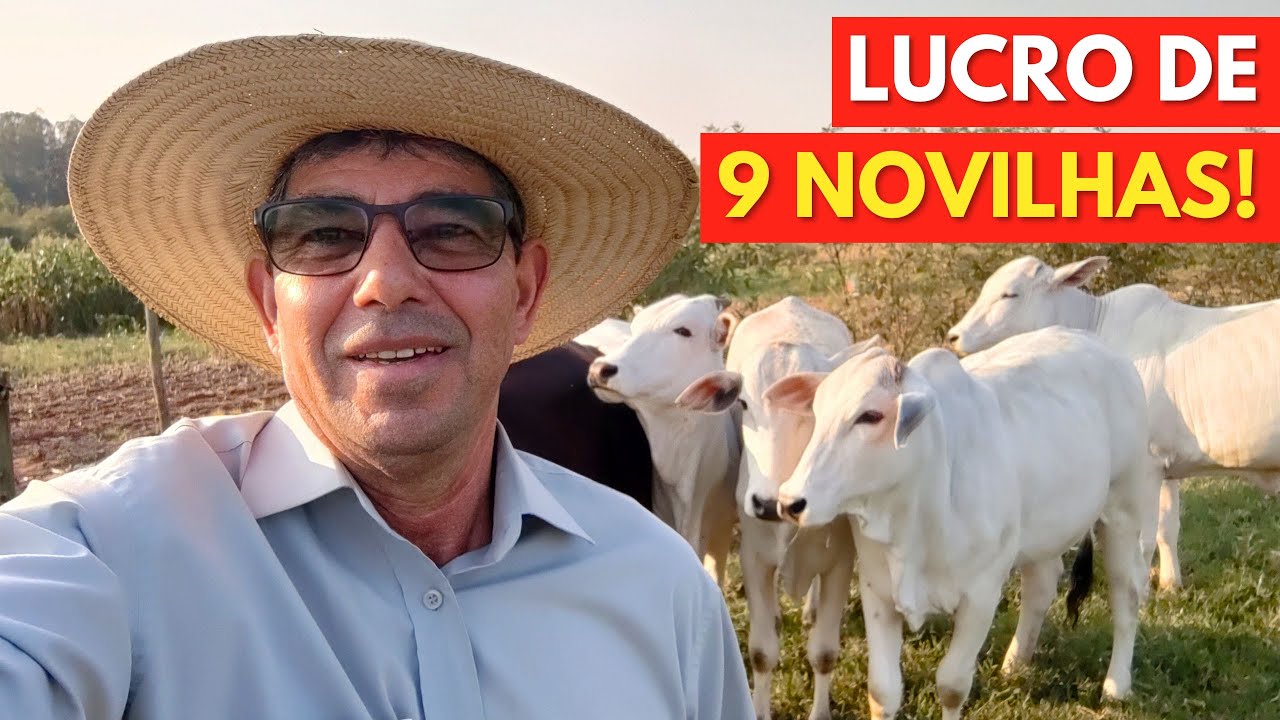 LUCRO das 9 NOVILHAS do Semi Confinamento! Veja o Resultado.