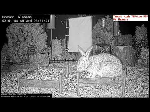 Alabama Ground Cam has a New First Time Visitor! - 3.31.21