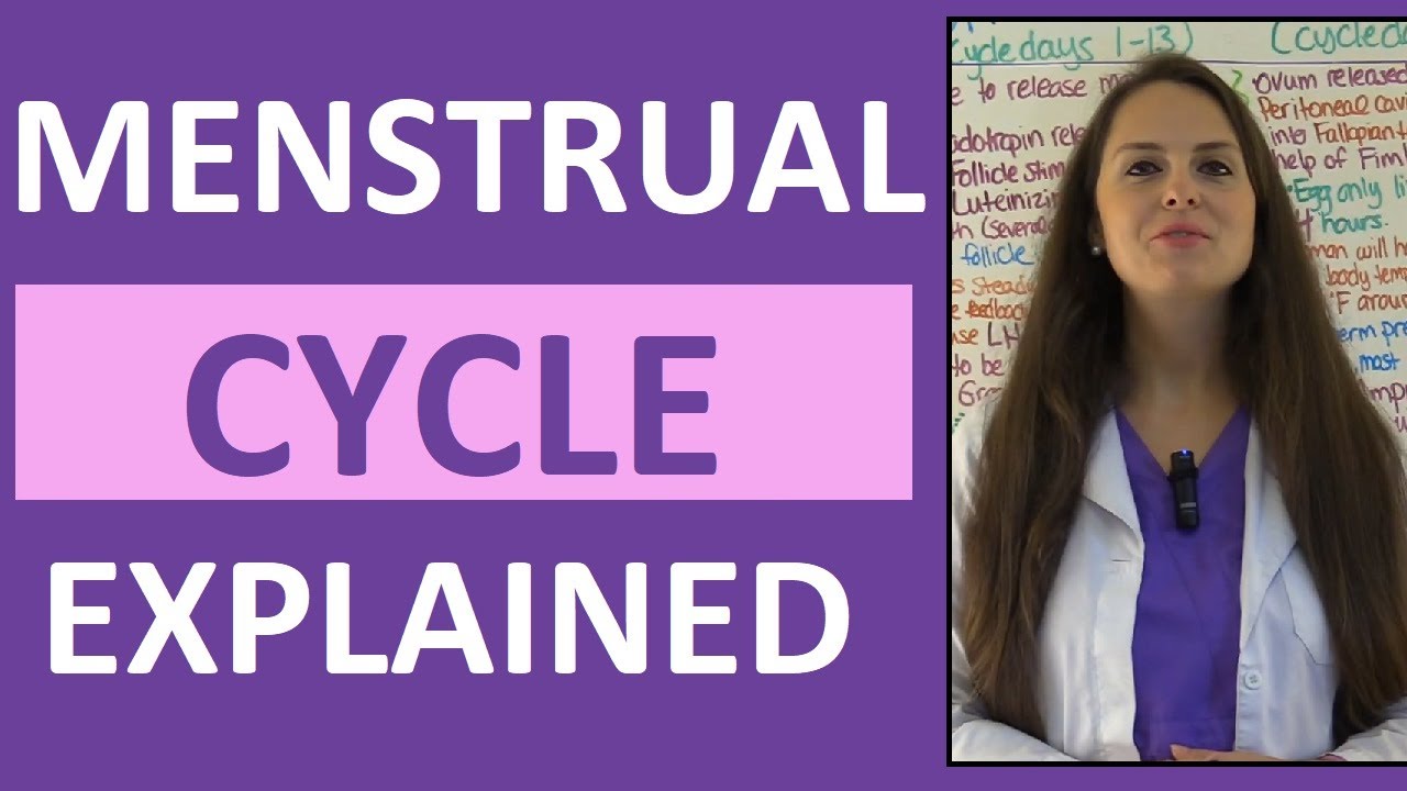 Menstrual Cycle Phases | Female Reproductive System | Follicular Luteal Proliferative Secretory