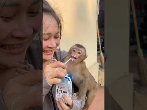 Feeling hungry, Na saw her mother drinking milk and ran over to ask for some too.