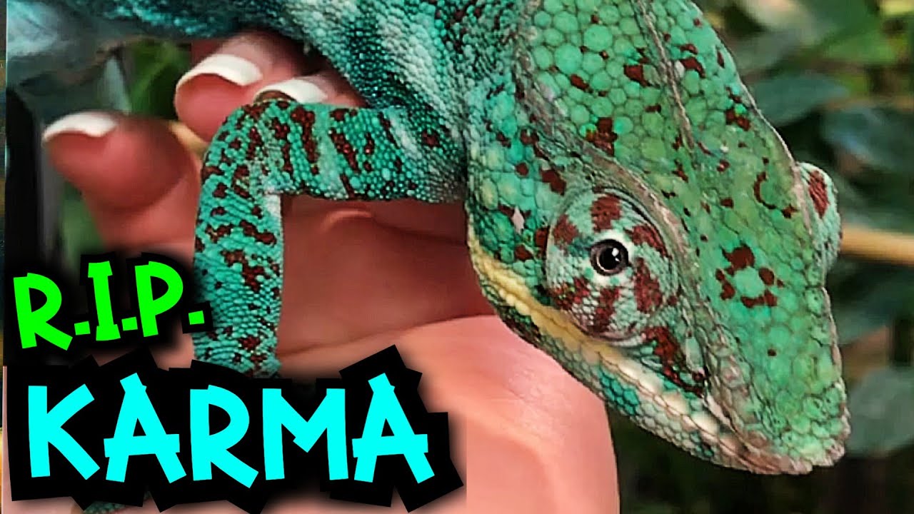 MY PET CHAMELEON PASSED AWAY.. RIP KARMA... | BRIAN BARCZYK