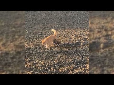 Katze "Luna" tappt in verbotene Bärenfalle - und verliert Vorderpfote
