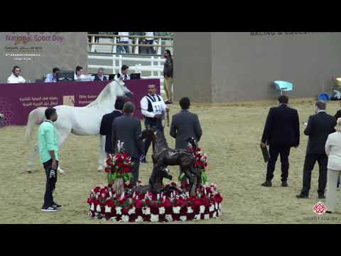 N 114 ZUHAIR AL NASSER   10th Qatar International Arabian Peninsula Horse Show 2020   2 Years Old
