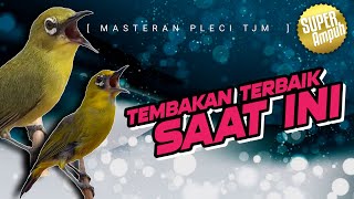 Download lagu 🔴 LIVE Masteran Pleci Terbaik Sepanjang Masa mp3 Download lagu 🔴 LIVE Masteran Pleci Terbaik Sepanjang Masa mp3