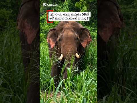 සූයි ඇතා ගැන 🐘👑️