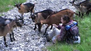 preview picture of video 'Escursione Passo Padon - Marmolada-Dolomites walking tour w animals - seconta parte - vlog paradiso'