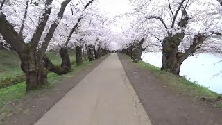 【さくら祭り】早朝の弘前公園を散歩してきた