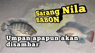 Download lagu review Sarang Nila Babon kolam harian || Teknik Mancing lubang mp3 Download lagu review Sarang Nila Babon kolam harian || Teknik Mancing lubang mp3