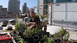 Rooftop Garden the First Mealmov