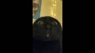 Download lagu Kucing Hitam 😂 mp3 Download lagu Kucing Hitam 😂 mp3