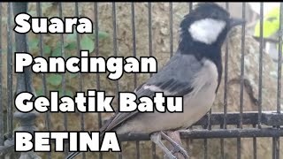 Download lagu Suara pancingan gelatik batu betina mp3