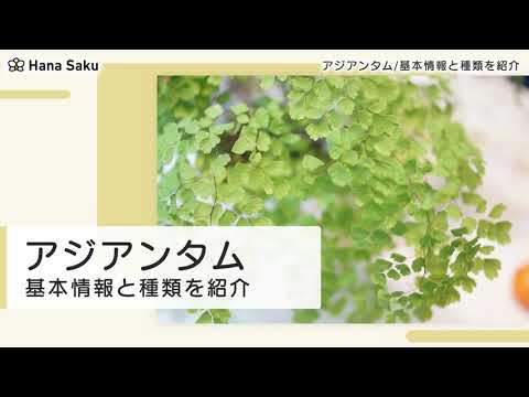 アジアンタムについて詳しく解説
