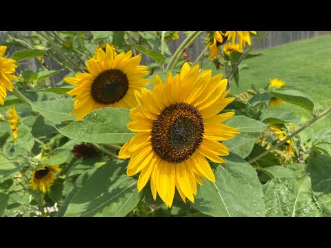 Energy in MOTION p 98.