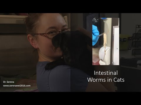 Cat vomits worms