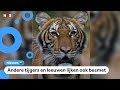 Tijger in dierentuin New York heeft corona