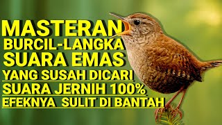 Download lagu Masteran Burcil Langka – Suara Emas yang Susah Dicari | Efeknya Sulit Dibantah #masteranburcil  mp3