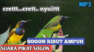Download lagu Mp3 Pikat Sogon Ampuh/Suara Nyecret Super Lengket untuk Sogon Susah Turun mp3 Download lagu Mp3 Pikat Sogon Ampuh/Suara Nyecret Super Lengket untuk Sogon Susah Turun mp3
