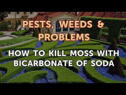 download lagu mp3 mp4 Spanish Moss Baking Soda, download lagu Spanish Moss Baking Soda gratis, unduh video klip Spanish Moss Baking Soda