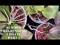 Summer Blooming Phalaenopsis Part 1 Part 1 of my Summer Blooming Phals #summberbloomingphalaenopsis