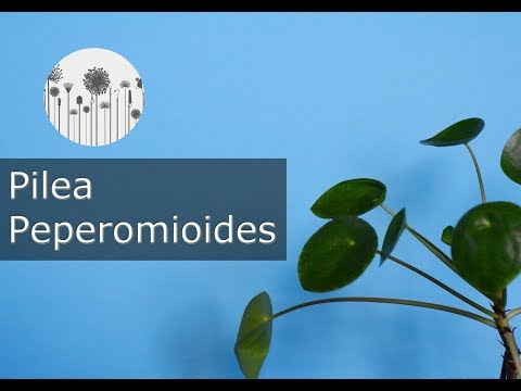 Pilea peperomioides - pieniążek. Hodowla, uprawa, wymagania, pielęgnacja
