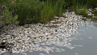 5000 Black Birds Fell From The Sky + 100000 Fish Died  - Arkansas 2011