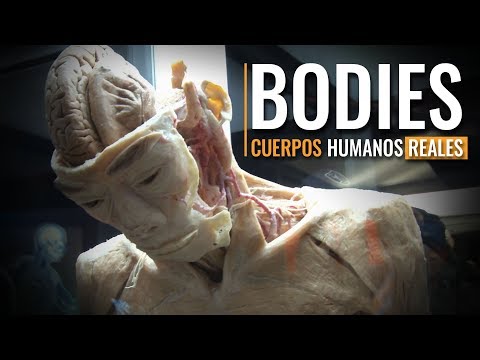 Bodies un recorrido por el cuerpo humano