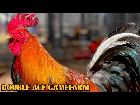 Albany Leiper Kelso - DOUBLE ACE FARM