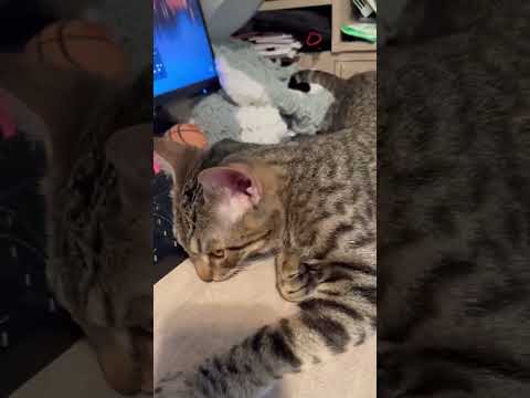 Honolulu, an adoptable Domestic Short Hair Mix in Rockland, MA_image-1