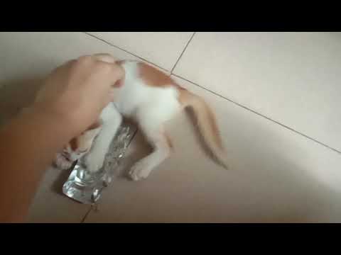 Puchi cat blog 11 - Ahnaf Tasin