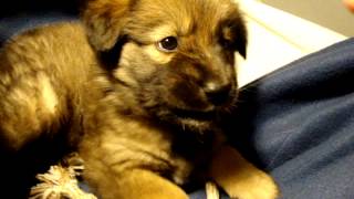 Download lagu Eeewok 4 mp3 Download lagu Eeewok 4 mp3