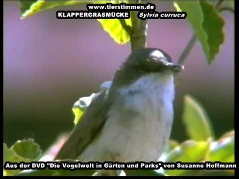 Klappergrasmücke, auch Müllerchen genannt - Sylvia curruca
