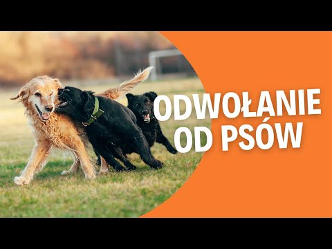 Jak nauczyć odwołania od innych psów?