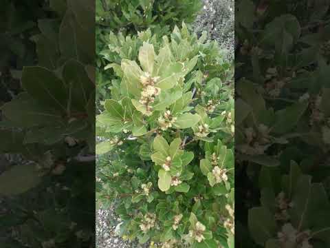 Defne (Laurus nobilis) çiçeklenmesi