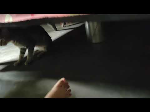 Playing with 🐈 at Laida