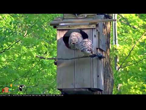 Owlet Starts Branching! | WBU Barred Owl Cam – May 6, 2019