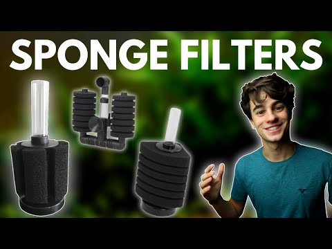 The Reasons Why I ONLY Keep Sponge Filters in My Aquariums