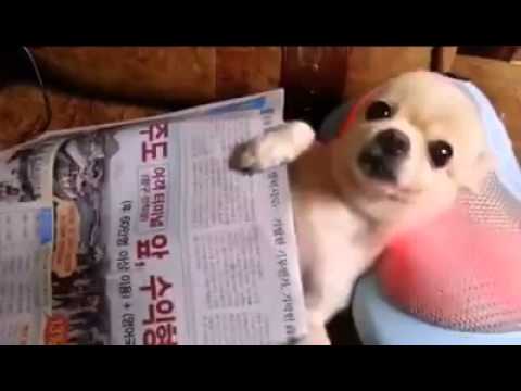 Dog relaxing ... massage ...