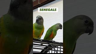 Senegal Parrot Subspecies Different Color Bellies