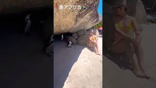ペンギンに会えるビーチin南アフリカ??ケープタウン