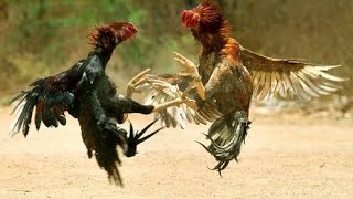 Download lagu Hen fight | Rooster Fight | murga ki ladai | hen chicks funny video | rooster funny video | #Shorts mp3 Download lagu Hen fight | Rooster Fight | murga ki ladai | hen chicks funny video | rooster funny video | #Shorts mp3