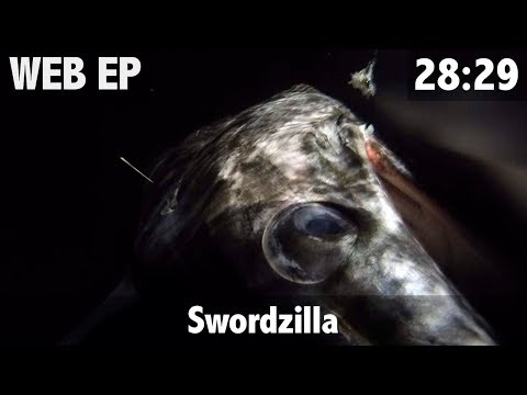 900lb Swordfish Tagged and released