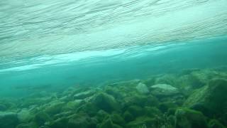 preview picture of video 'Ice Diving in Lake Baikal - school of Baikal omul (salmon)'