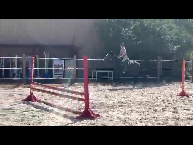 Nirvana de Molion - SF - femelle - 3 ans  - 1.64 - noir