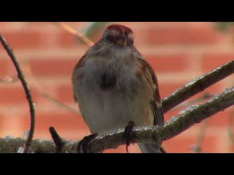 download lagu mp3 mp4 Noel Des Petits Oiseaux, download lagu Noel Des Petits Oiseaux gratis, unduh video klip Noel Des Petits Oiseaux