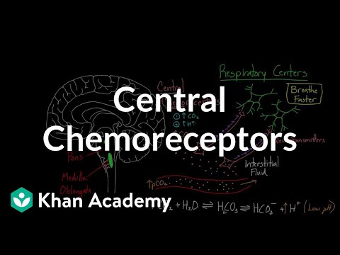 Central chemoreceptors | Respiratory system physiology | NCLEX-RN | Khan Academy