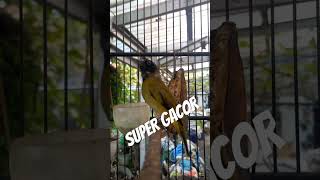 Download lagu CUCAK KURINCANG / KUTILANG SUTRA SUPER GACOR TEMBAKAN MANTAP mp3