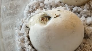 Live BullSnake Egg Cutting by Snake Discovery