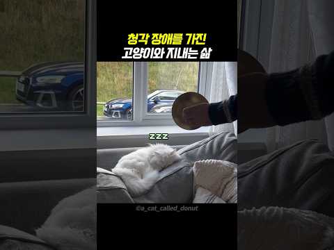 청각 장애를 가진 고양이와 지내는 삶